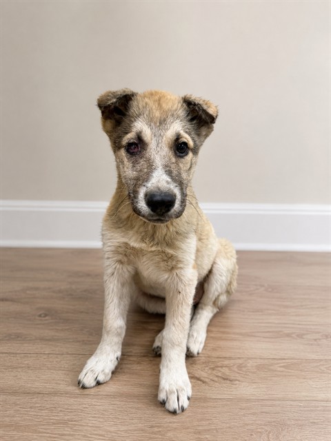 Bridget, a German Shepherd, available for adoption