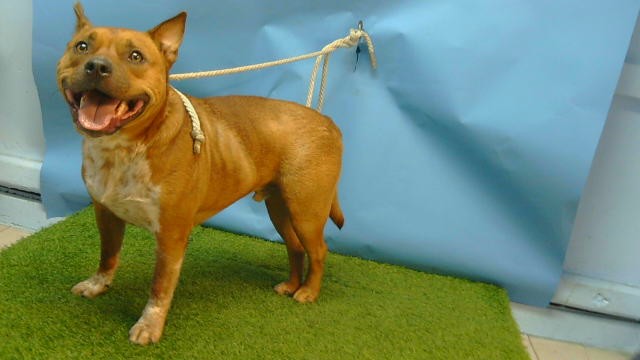 Jax, a Australian Cattle Dog/Blue Heeler, available for adoption