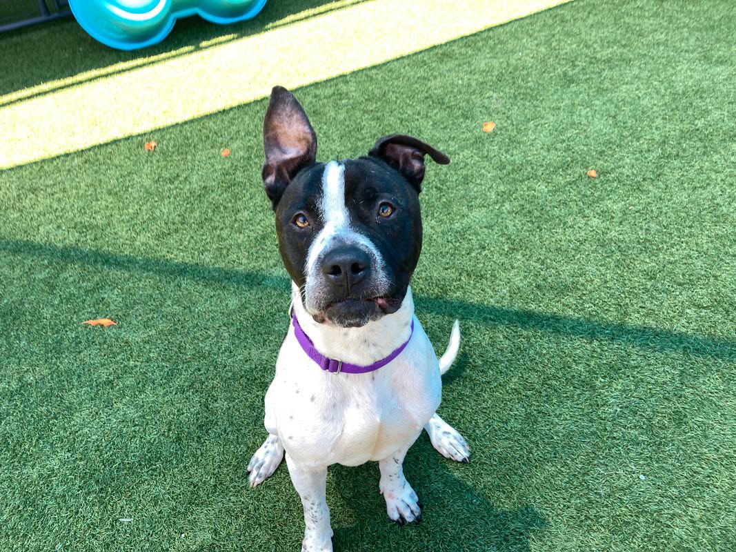 Kaige, a American Staffordshire Terrier, available for adoption