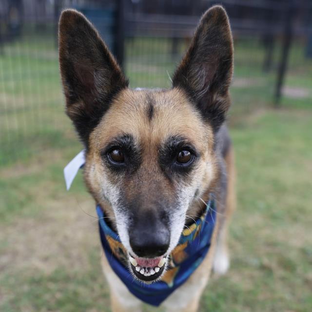 Lola, a Shepherd (mix breed), available for adoption