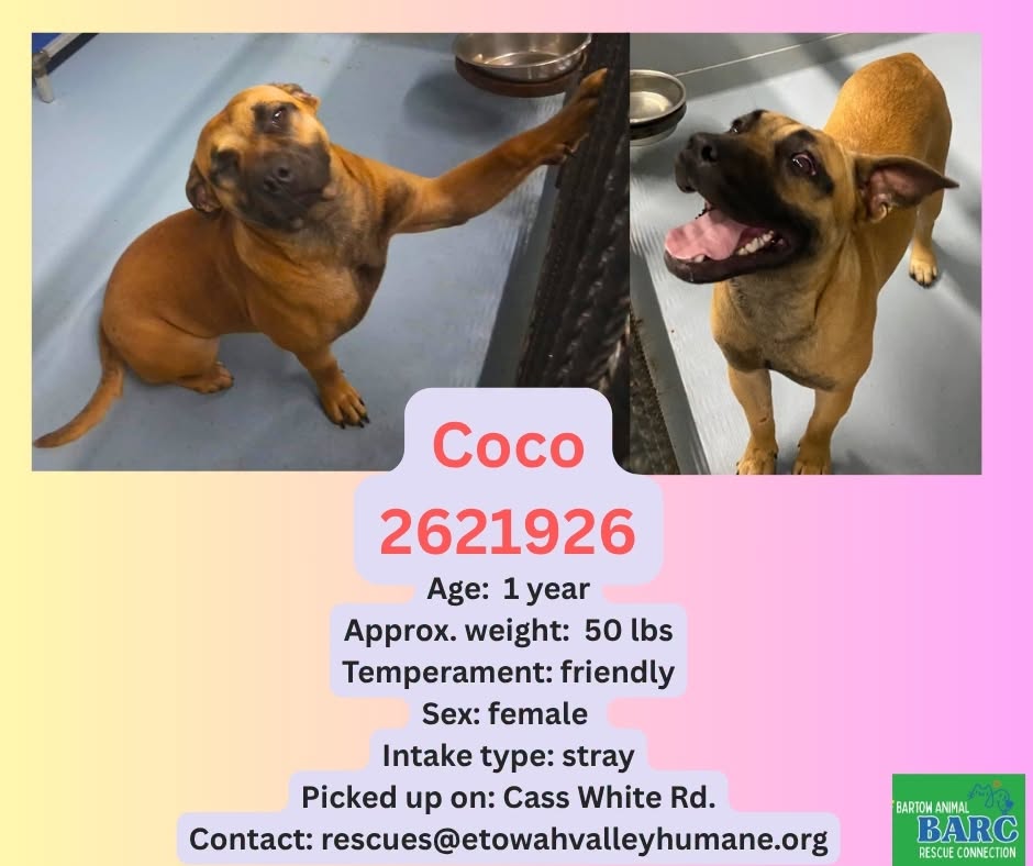 Coco, a Shepherd, available for adoption
