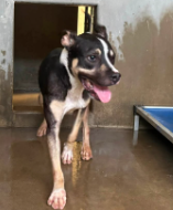 Suge, a Pit Bull Terrier (mix breed), available for adoption