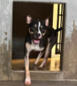 Other Photos of thie Dog