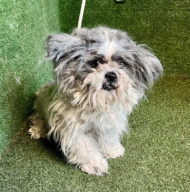 A5792666, a Shih Tzu, available for adoption