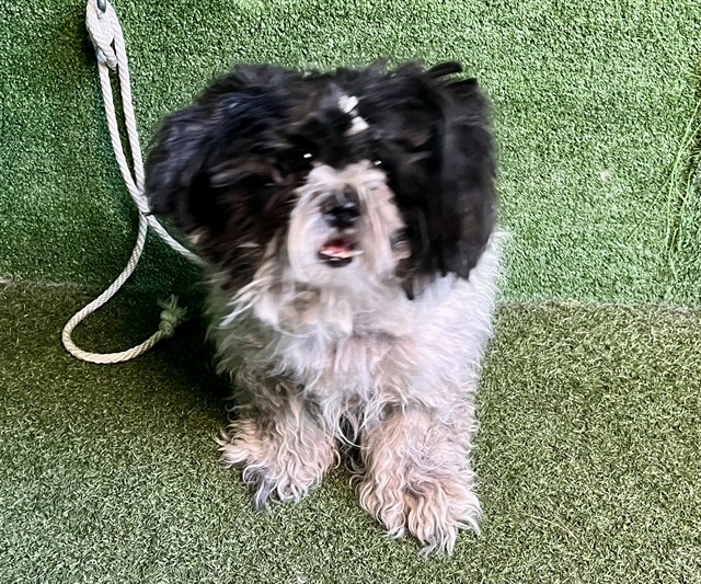 A5792665, a Shih Tzu, available for adoption