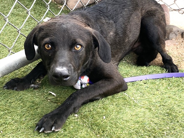 Flounder, a Black Labrador Retriever (mix breed), available for adoption