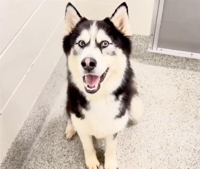 DogInDanger of Being Killed