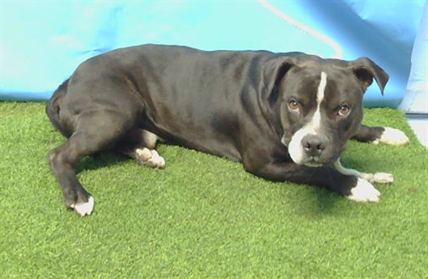 Smokey, a Pit Bull Terrier, available for adoption
