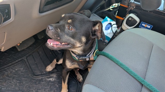 Pomegranate, a Pug (mix breed), available for adoption