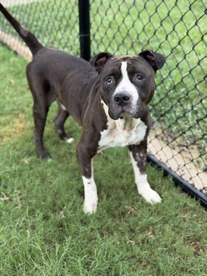 Black, a Pit Bull Terrier, available for adoption