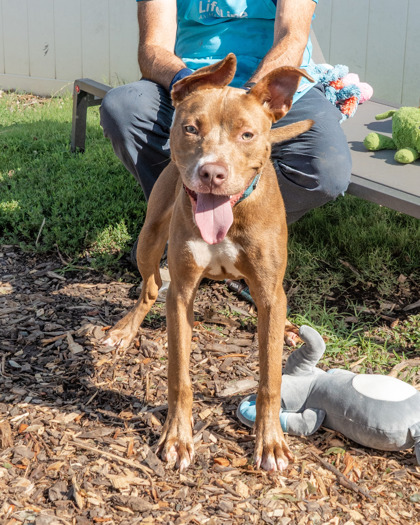 Cinderella, a Pit Bull Terrier (mix breed), available for adoption