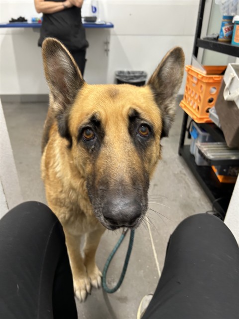 Spinach, a German Shepherd (mix breed), available for adoption