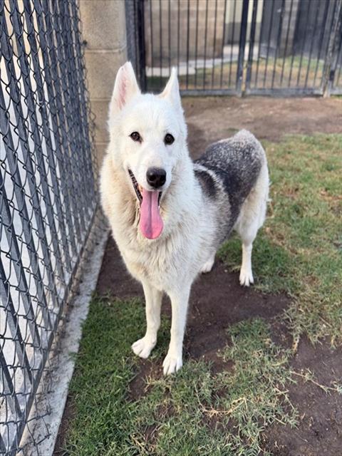 Stassie, a Siberian Husky (mix breed), available for adoption
