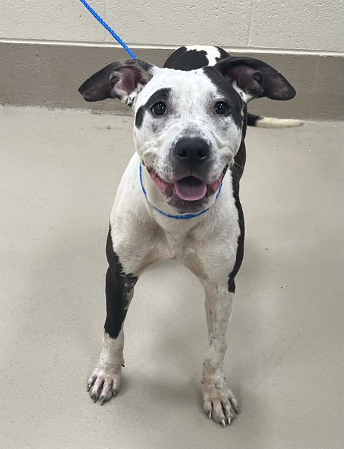 Felicia, a Pit Bull Terrier, available for adoption