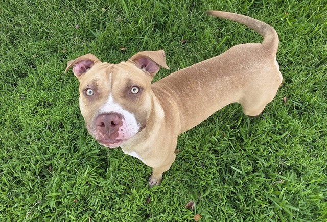 Adoptable pet photo