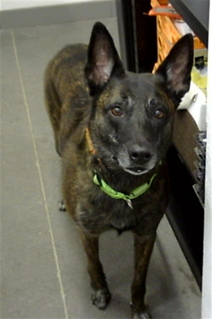 Adoptable pet photo