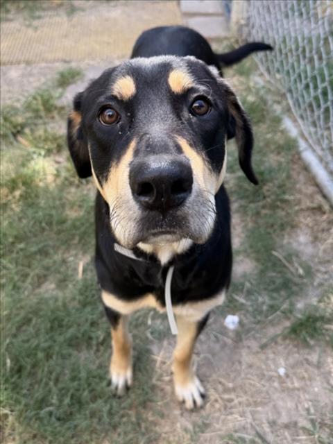 Adoptable pet photo