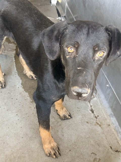 Adoptable pet photo