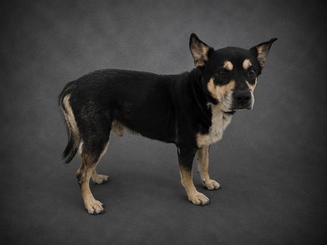 Adoptable pet photo