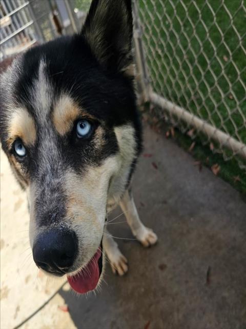 Siberian Husky available for adoption