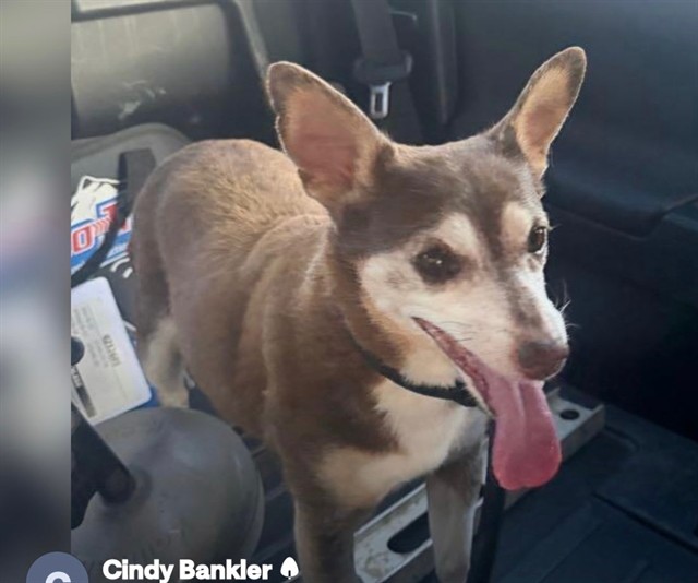 Lola, a Chihuahua, available for adoption