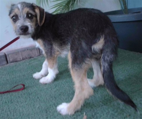Dill, a Chihuahua, available for adoption