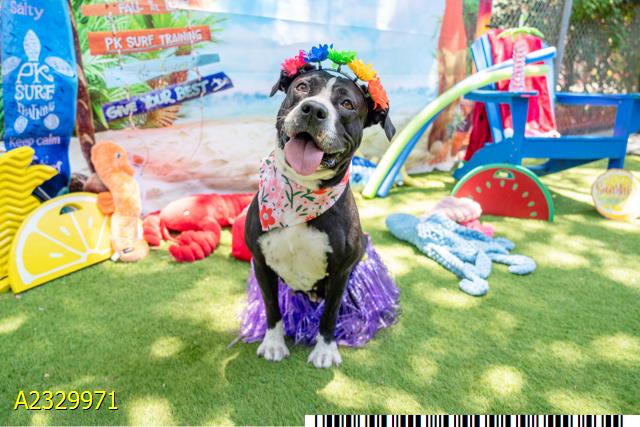 Mae, a Pit Bull Terrier, available for adoption
