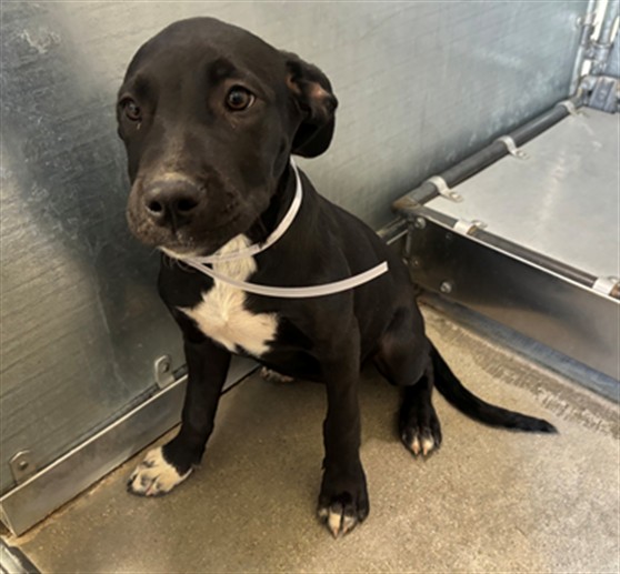 Nya, a Pit Bull Terrier, available for adoption