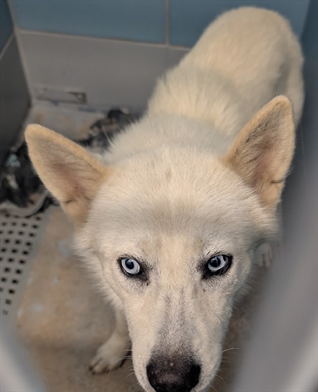 Other Photos of thie Dog