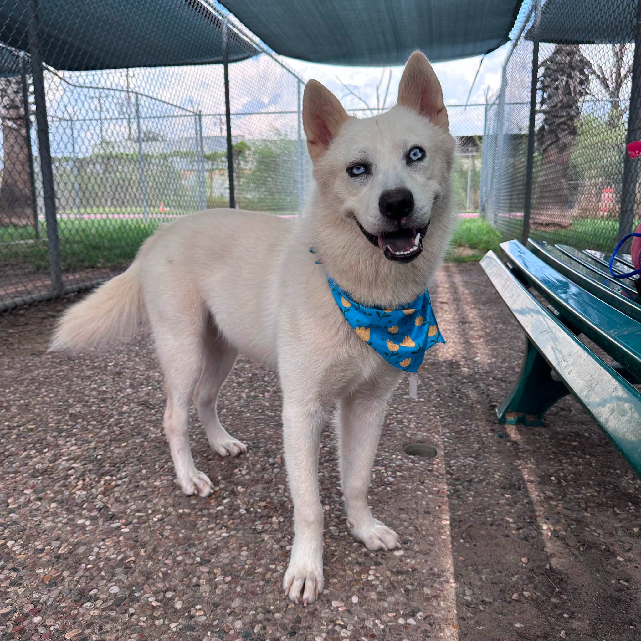 Lucas Cage, a Husky (mix breed), available for adoption