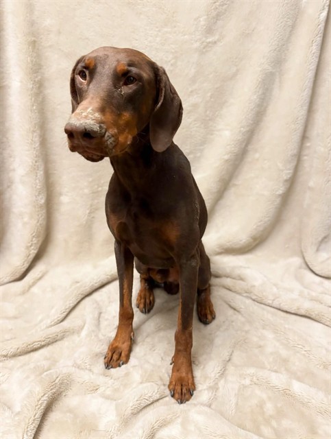 A5798005, a Doberman Pinscher, available for adoption