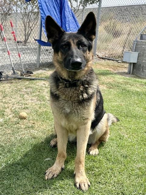 Cooper, a German Shepherd, available for adoption
