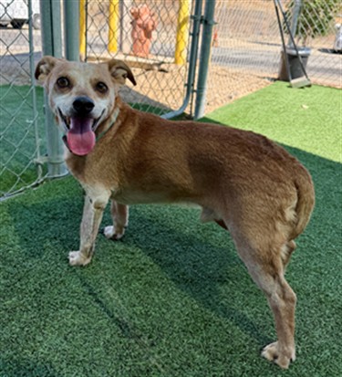 Porg, a Dachshund, available for adoption