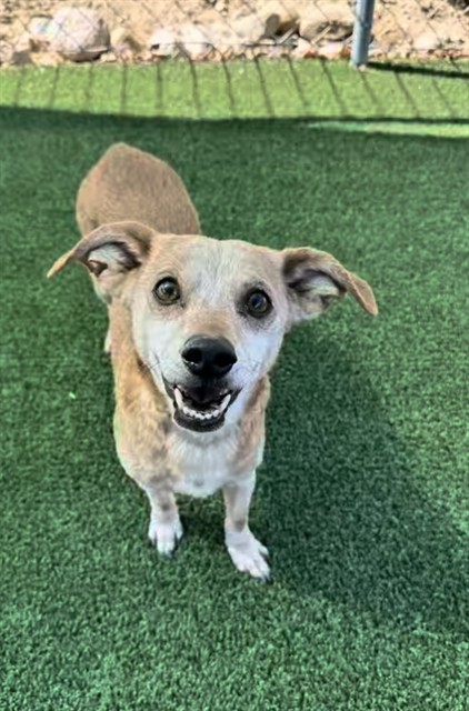 Porg, a Dachshund, available for adoption
