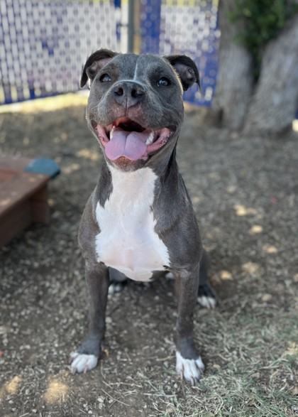 Reese, a Pit Bull Terrier, available for adoption