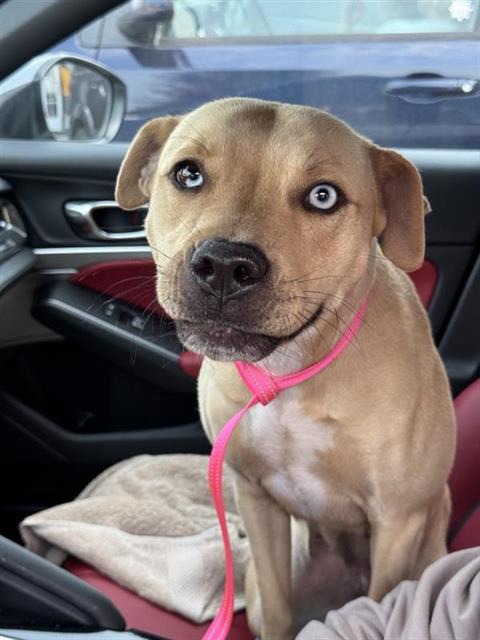 Miss Patty Pancake, a Retriever (mix breed), available for adoption