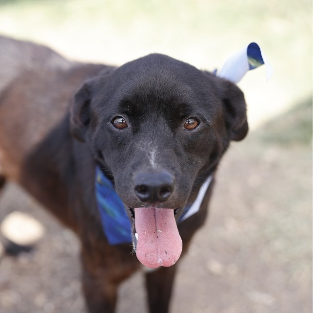 Shadow, a Retriever, available for adoption