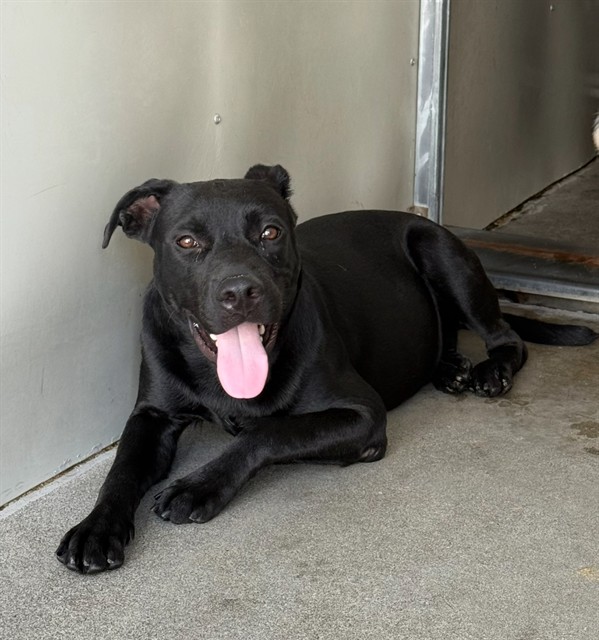 Vader, a Labrador Retriever (mix breed), available for adoption