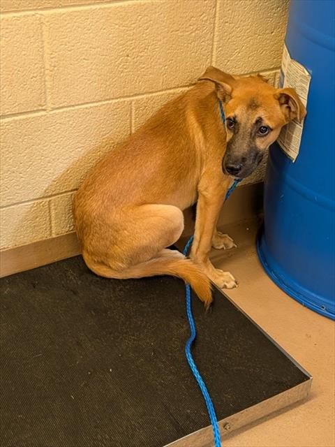 Ray, a Shepherd (mix breed), available for adoption
