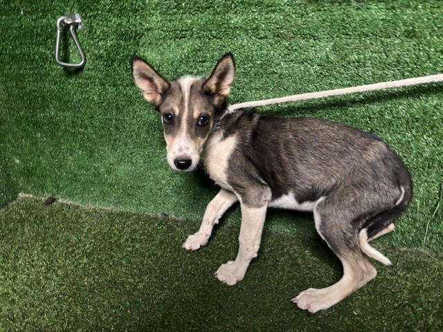 A5798821, a German Shepherd, available for adoption