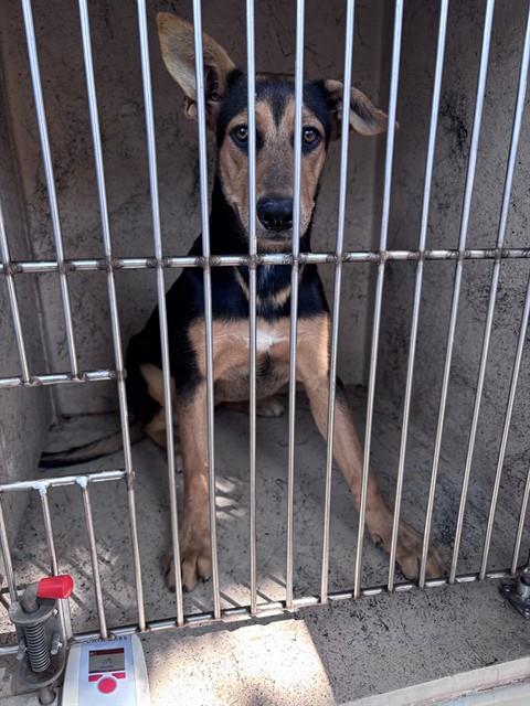 A480262, a German Shepherd (mix breed), available for adoption