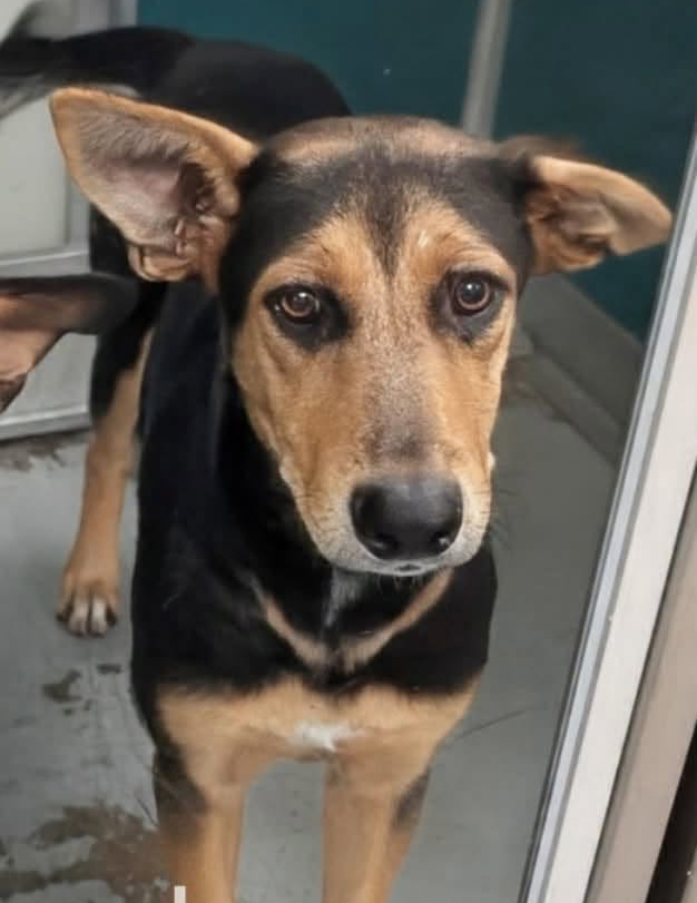 A480262, a German Shepherd (mix breed), available for adoption