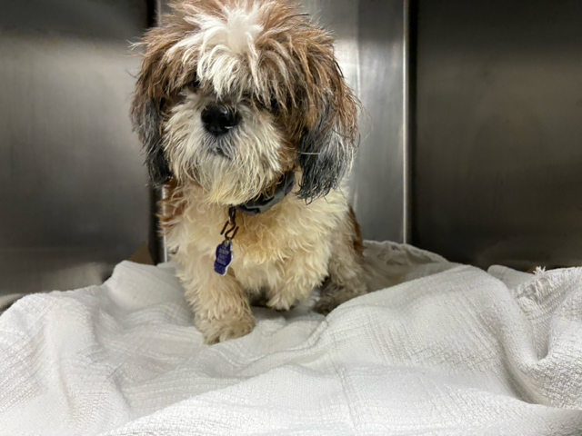 Gizmo, a Shih Tzu, available for adoption