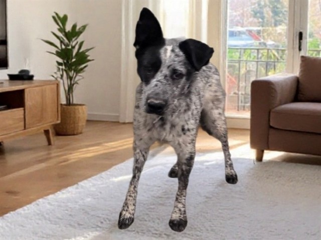 Genevieve, a Lancashire Heeler, available for adoption