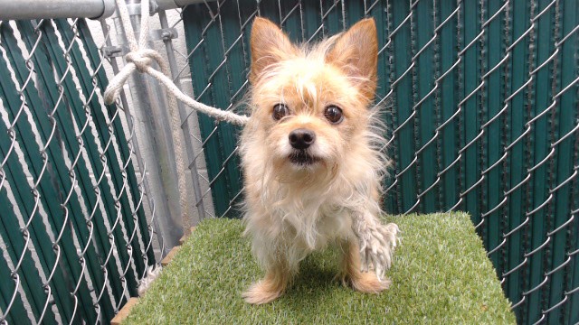A5800454, a Terrier, available for adoption