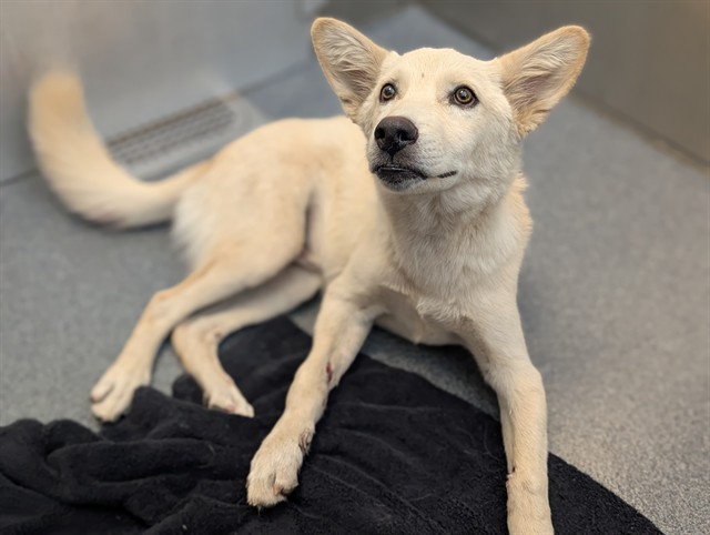 Seamus, a Husky (mix breed), available for adoption