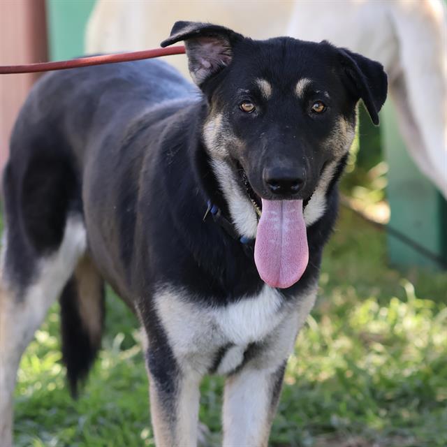 Lainey, a German Shepherd, available for adoption