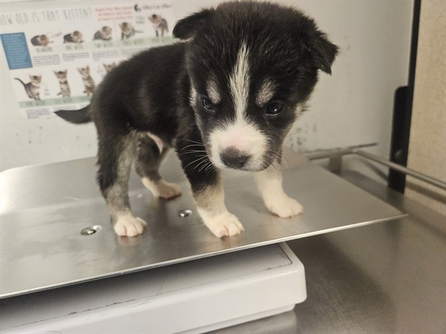 Fruit Loops, a German Shepherd, available for adoption
