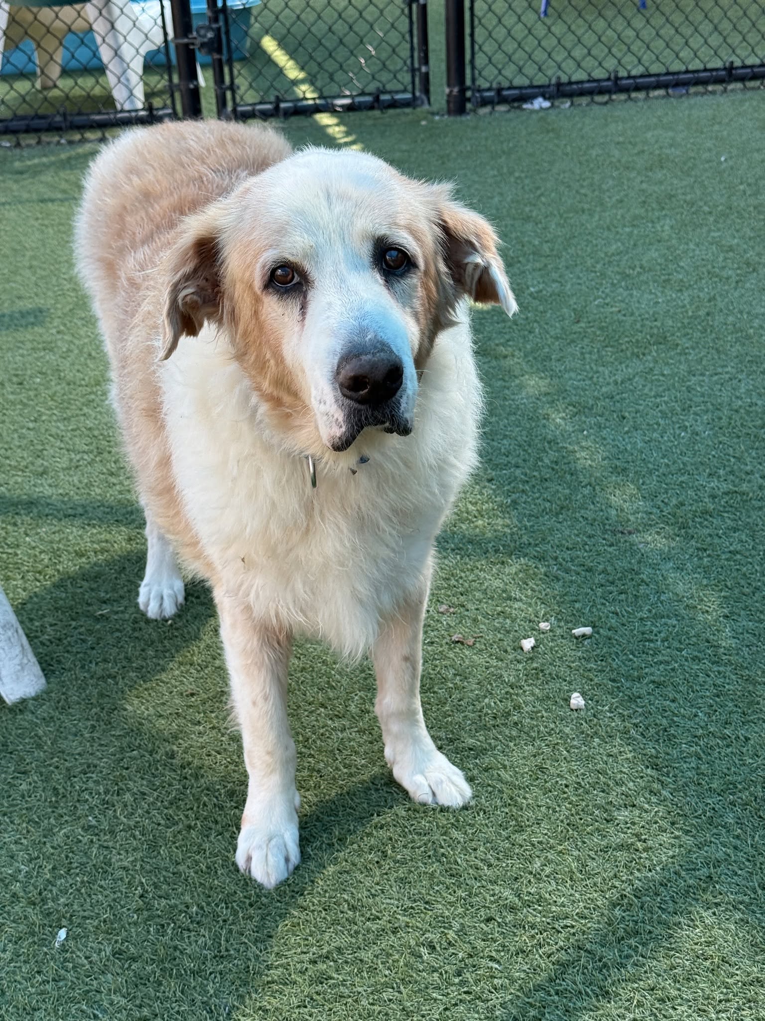 Oso, a Great Pyrenees (mix breed), available for adoption