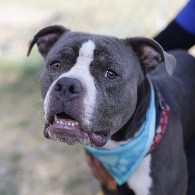 Rocky, a American Staffordshire Terrier (mix breed), available for adoption